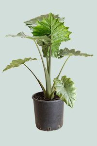 Medium Plants: Portodora Elephant Ear - Alocasia odora X A. portei hybrid - 2.5L / 17cm / Medium