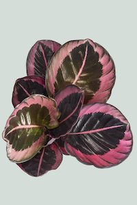 Small Plants: Calathea 'Rosy' - 1L / 14cm / Small