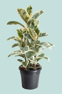 Large Plants: 'Tineke' Ficus elastica Multi-Planted - 10L / 25cm / Large