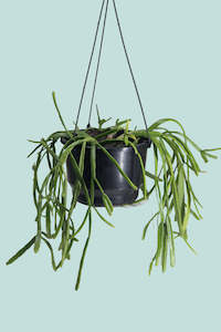 Medium Plants: Mistletoe Cactus - Rhipsalis baccifera - 2L / 17cm / Medium