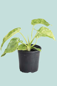 'Blizzard' - Philodendron giganteum- 2.5L / 17cm / Medium