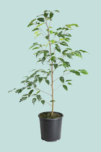 Medium Plants: 'Evergreen' Weeping Fig - Ficus benjamina - 2.5L / 17cm / Medium