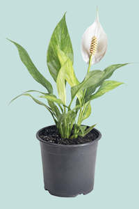 Medium Plants: Peace Lily 'Halo' - Gold Variegated - Spathiphyllum walisii - 1.3L / 14cm / Small