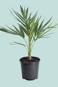 Small Plants: Laccospadix australasica - Atherton Palm - 17cm / 2.5L / Medium