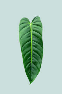 Esmerelda - Philodendron esmereldense - 1.3L / 14cm / Small