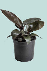 Small Plants: Black Cardinal - Philodendron selloum - 1L / 14cm / Small