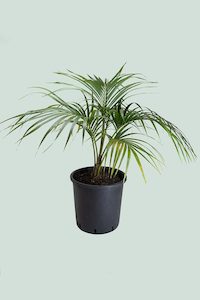 Belmore Sentry Palm - Howea belmoreana - 10L / 25cm / Large
