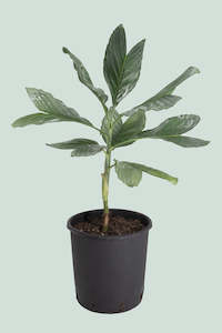 Metallic Palm - Chamaedorea metallica - 10L / 25cm /  Large