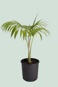 Palms: Umbrella Palm - Hedyscepe canterburyana - 10L / 25cm / Large