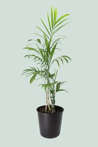 Palms: Bamboo Palm - Chamaedorea seifritzii - 10L / 25cm / Large
