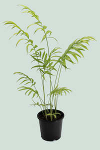 Palms: Parlour Palm Trio - Chamaedorea elegans - 1L / 14cm / Small