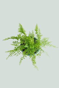 Ferns: Boston Fern - Type 2 Multi-Lobed Subleaflets - Nephrolepis exaltata - 1L / 14cm / Small