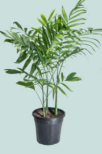 Large Plants: Bamboo Palm - Chamaedorea pochutlensis - 10L / 25cm / Large