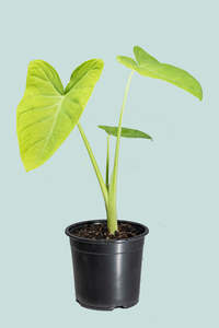 Lime Zinger - Xanthosoma atrovirens  - 25cm / 10L / Large Plant