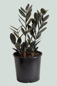 Medium Plants: Zamioculcas zamiifolia - 'Black Knight' ZZ Plant - 17cm / 2.5L