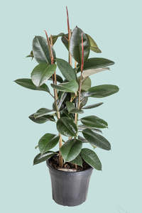 'Robusta' (Triple planted) - Ficus elastica - 10L / 25cm / Large