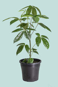 Large Plants: Umbrella Tree - Schefflera actinophylla 'Amate' - 10L / 25cm / Large
