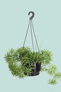 Coral Cactus - Rhipsalis cereuscula - 2L / 17cm / Medium