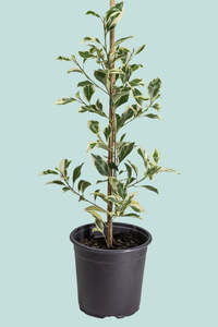 Medium Plants: Ficus 'Hawaii' - 2.5L / 17cm / Medium