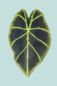 Colocasia heterochromea - 14cm / 1.3L / Small