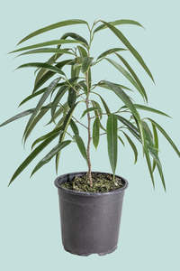 Sabre Leaf Fig (Alii Fig) - Ficus maclellandii 17cm / 2.5L / Medium Plant