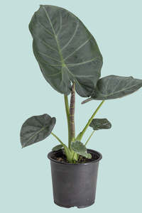 Alocasia 'Regal Shield' - 2.5L / 17cm / Medium