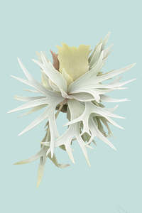 Small Plants: 'White' Staghorn Fern - Platycerium bifurcatum - 1L / 14cm / Small