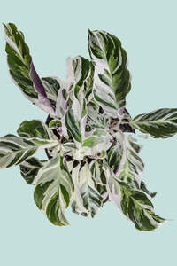 Small Plants: Calathea 'White Fusion' - 1L / 14cm / Small