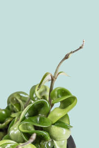 Small Plants: 'Hindu Rope' Hoya carnosa - 1L / 14cm / Small