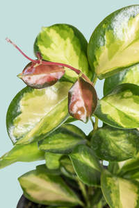 Small Plants: Hoya australis 'Lisa' - 1L / 14cm / Small