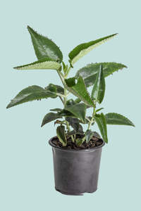 Kalanchoe daigremontiana - Mother of Thousands - 1L / 14cm / Small