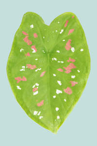 Caladium 'wightii' - 14cm / 1L / Small Plant