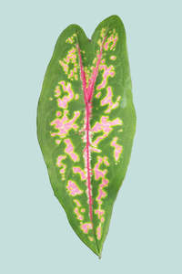 Caladium bicolor x picturatum hybrid - 14cm / 1L / Small Plant