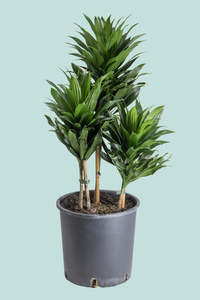 Large Plants: Janet Craig Compacta - Dracaena fragrans - 10L / 25cm / Large