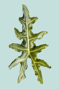 Medium Plants: Green Variegated Alocasia Portei  - 2.5L / 17cm / Medium