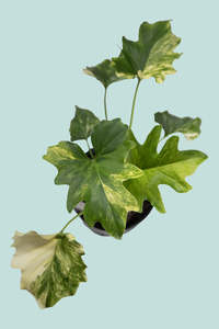 Medium Plants: Gold Variegated Philodendron selloum - Split leaf - 14cm / 1.3L / Small