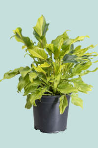 Variegated Philodendron xanadu -  2.5L / 17cm / Medium