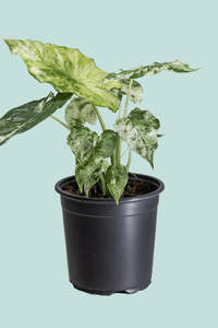 Alocasia odora 'Batik' - 2.5L / 17cm / Medium