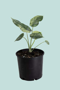Small Plants: Variegated Alocasia Dragon Scale  - 1.3L / 14cm / Small