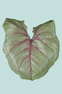 Small Plants: 'Roxana' Syngonium podophyllum - 1L / 14cm / Small