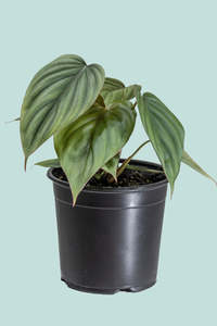 Small Plants: Philodendron 'Colombia' - 1L / 14cm / Small