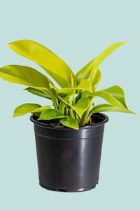 Small Plants: Moonlight - Philodendron selloum - 1L / 14cm / Small