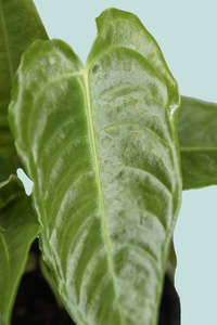 Small Plants: King Anthurium - Anthurium veitchii - 1L / 14cm / Small