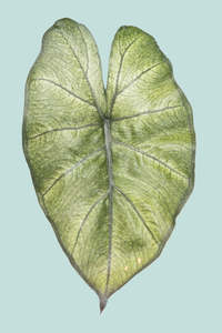 Small Plants: Alocasia Yucatan Princess 'Mint' - 1.3L / 14cm / Small