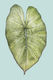 Alocasia Yucatan Princess 'Mint' - 1.3L / 14cm / Small