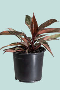 Small Plants: Philodendron Sunspot  - 1L / 14cm / Small