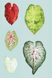 Small Plants: Surprise Caladium - 14cm / 1.3L / Small Plant