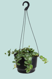 Peperomia tetraphylla 'Hope' - 2L / 16.5cm / Medium