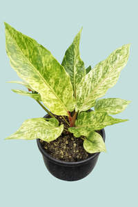 Small Plants: Variegated Anthurium hookeri - 1L / 14cm / Small