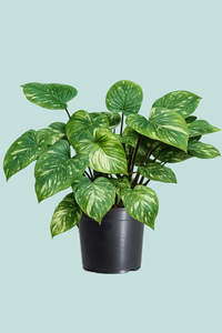 Small Plants: Homalomena erubescens 'Milky Way" - 1L / 14cm / Small